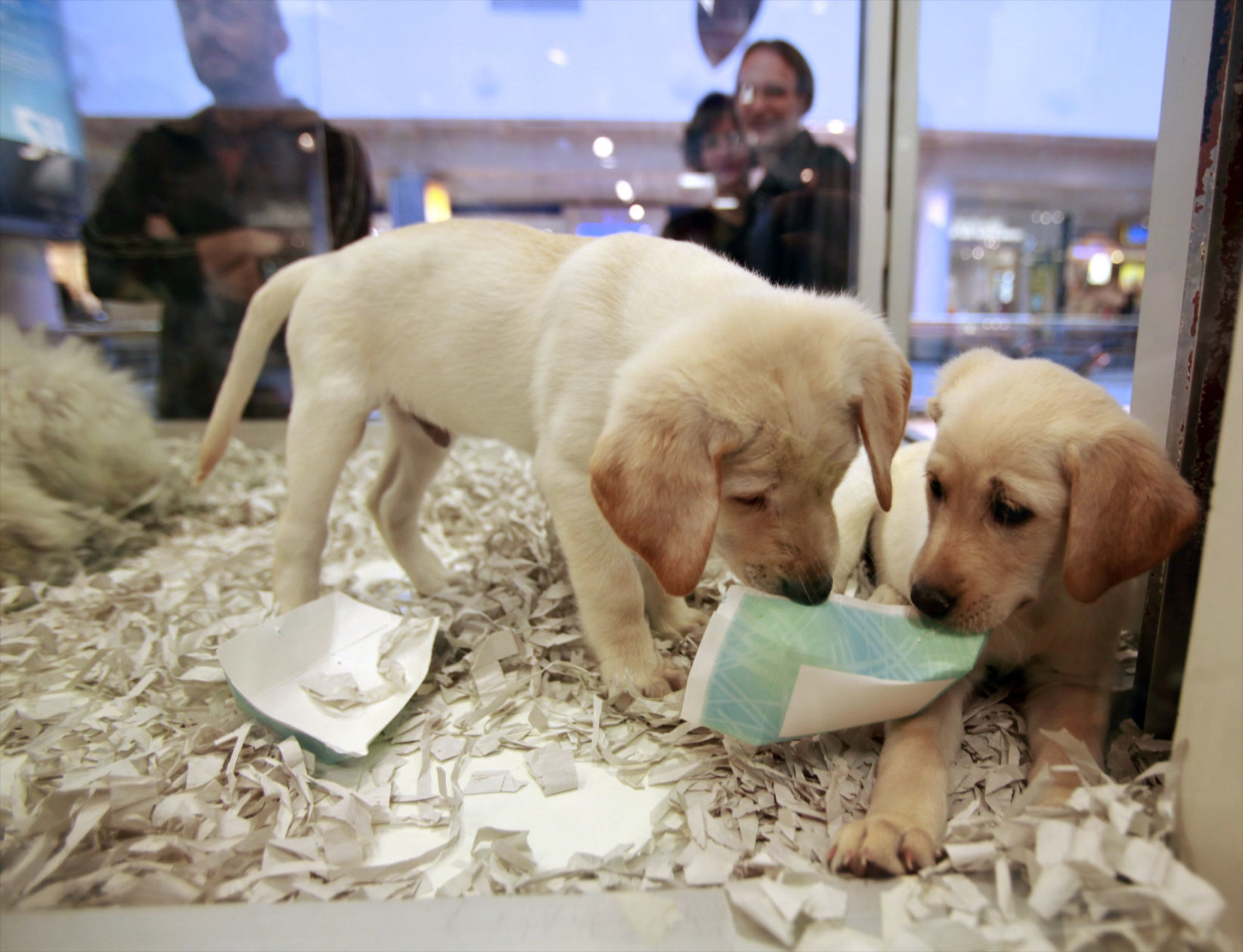 Labrador puppies